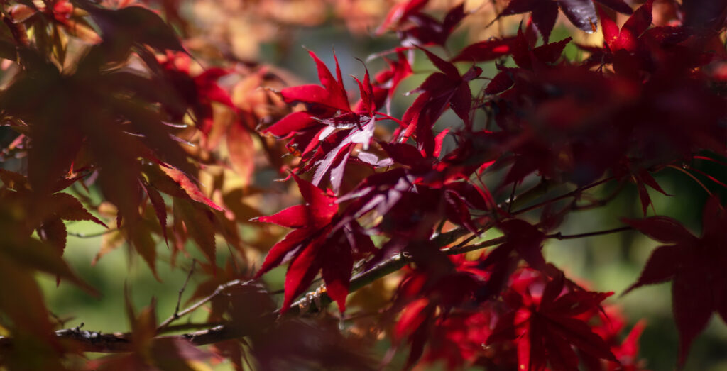 Le Maple Park d’Utano, un nouveau jardin dans une école centenaire
