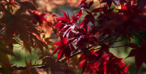 Le Maple Park d’Utano, un nouveau jardin dans une école centenaire