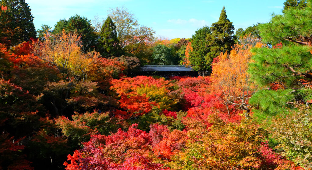 Le Tofuku-ji à Kyoto en automne