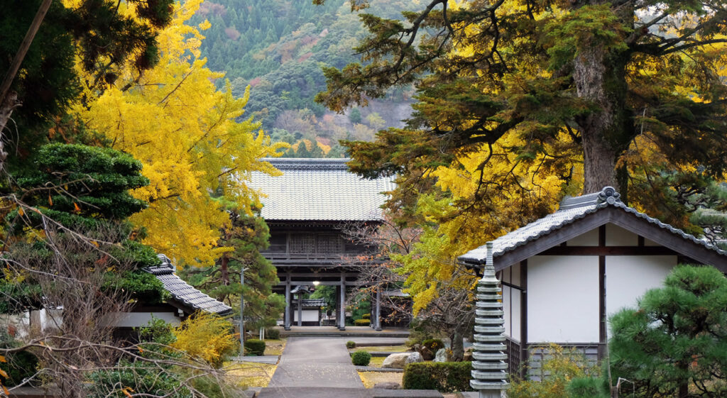Les gingkos au Japon