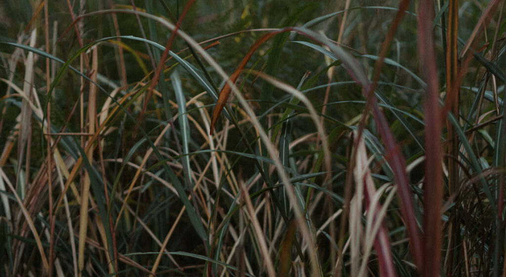 Nature brute à Nara