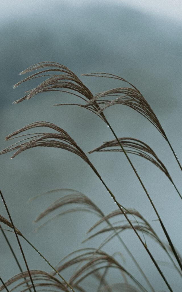 Soni Highland en automne