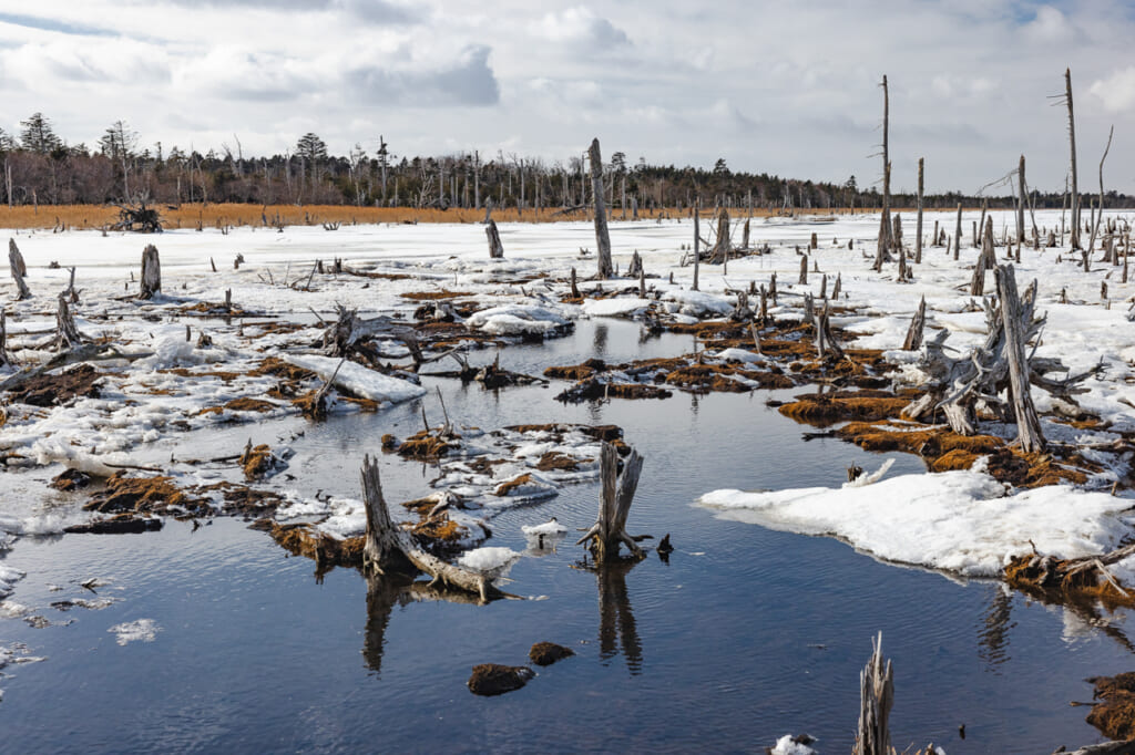 Vaste zone humide à Hokkaido