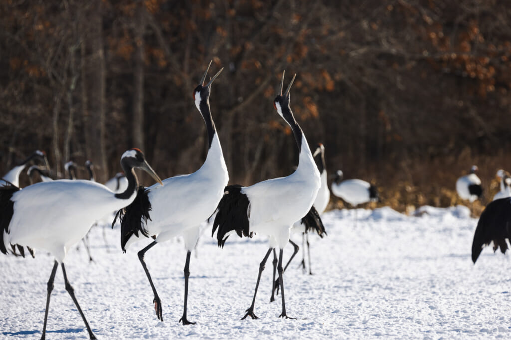 Observatoire Tsurui-Ito Tancho