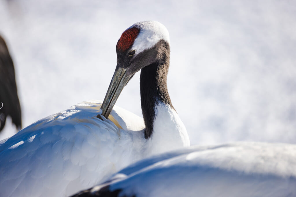 Grues à Hokkaido