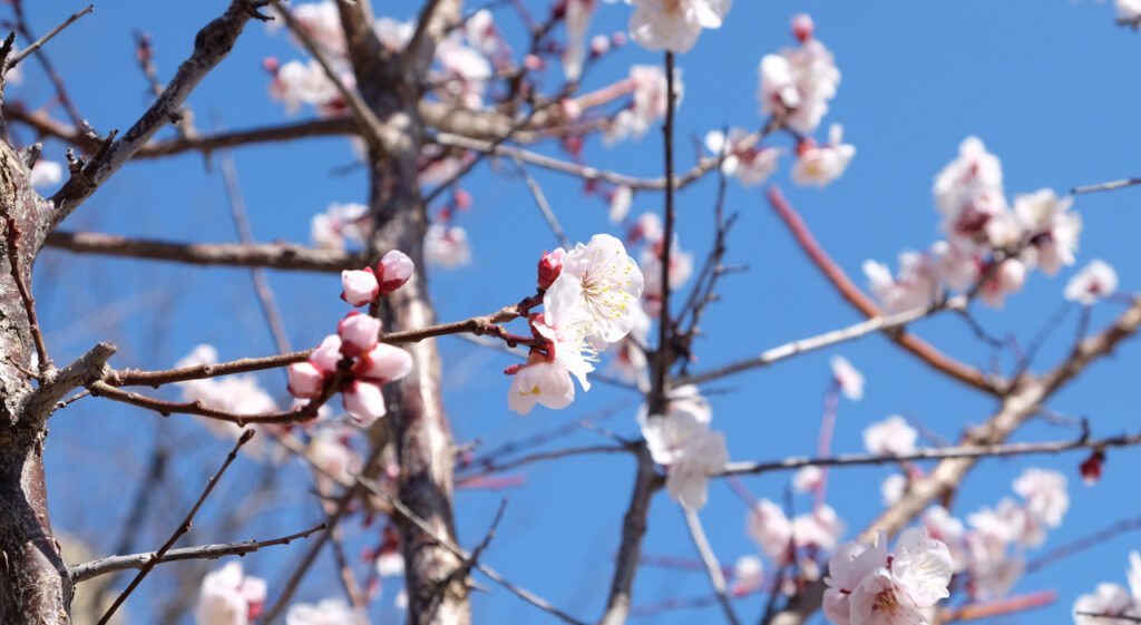 Prunier dans les rues de Tokyo