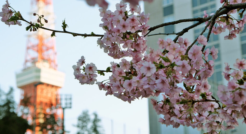 Sakura précoces au Japon