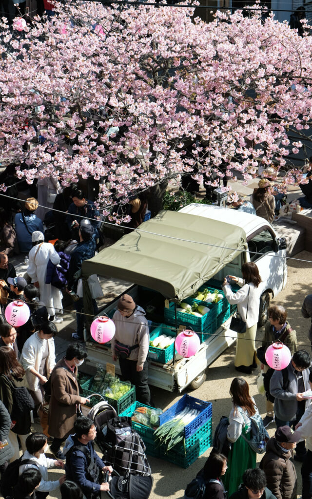 Matsuri pendant les cerisiers