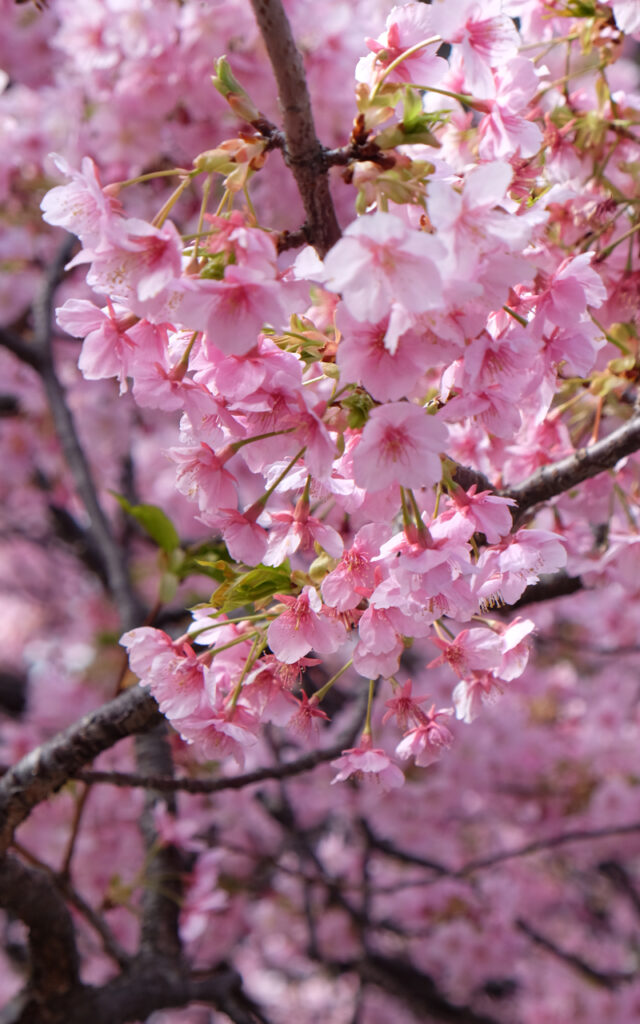 Sakura au Japon