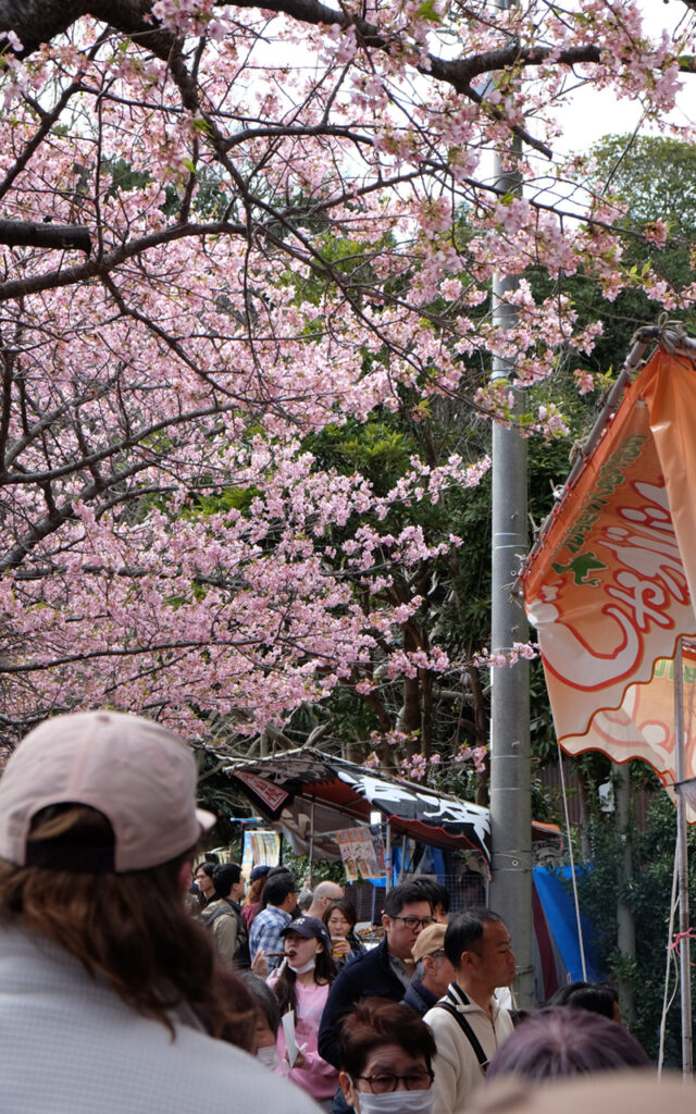 Sous les cerisiers en fleurs au Japon