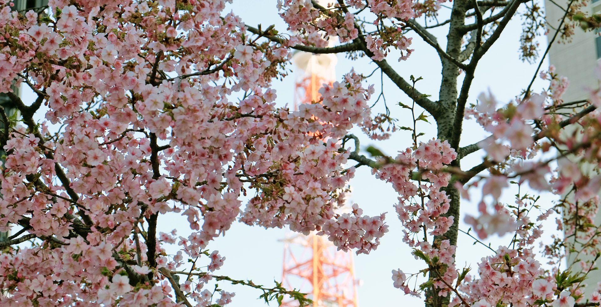 Mon Japon : une semaine dans ma vie de freelance à Tokyo