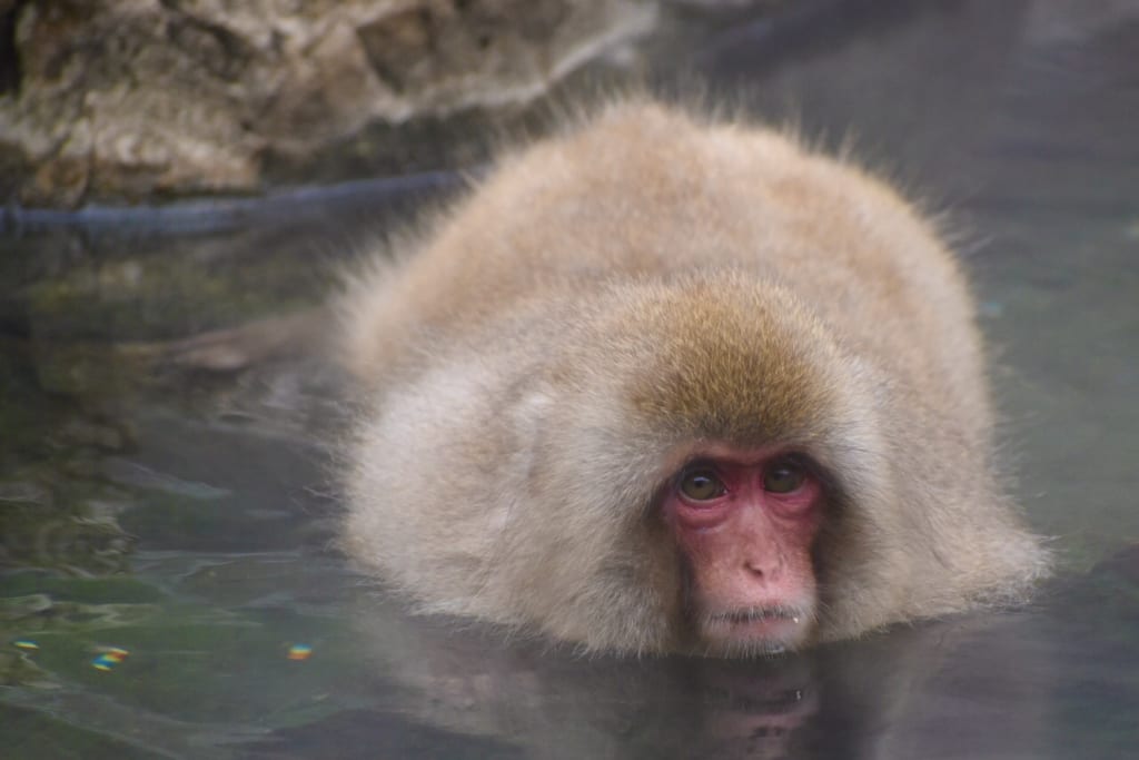 Scimmia nell’onsen