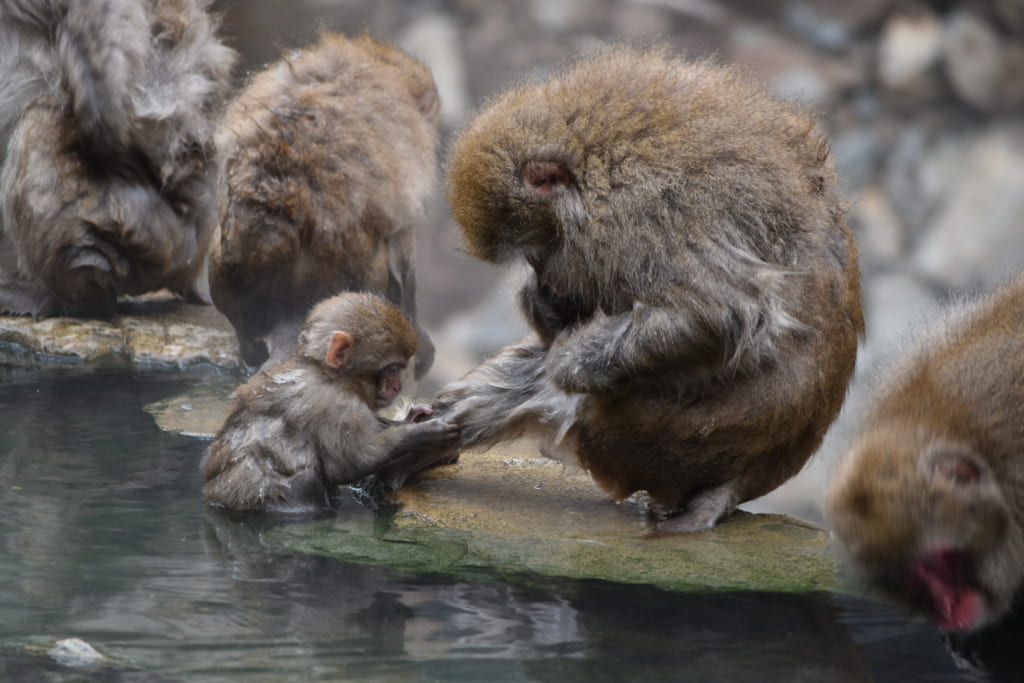 Scimmie che si fanno il bagno nell’onsen, mamma e cucciolo