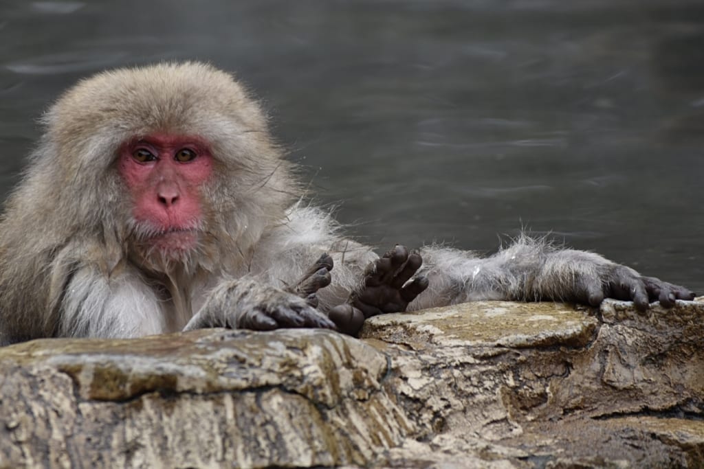 scimmia che si rilassa nell’onsen 