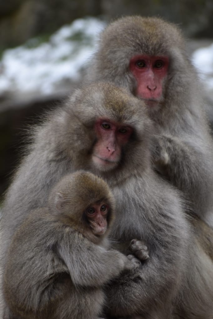 3 scimmie a Jigokudani