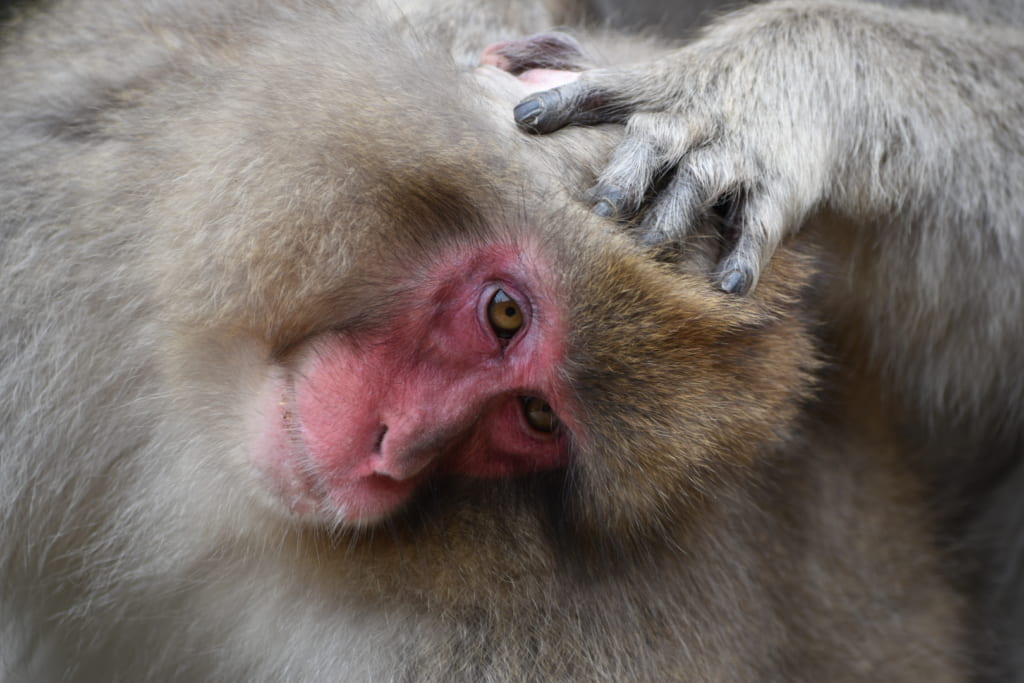 Macaco giapponese che viene spulciato