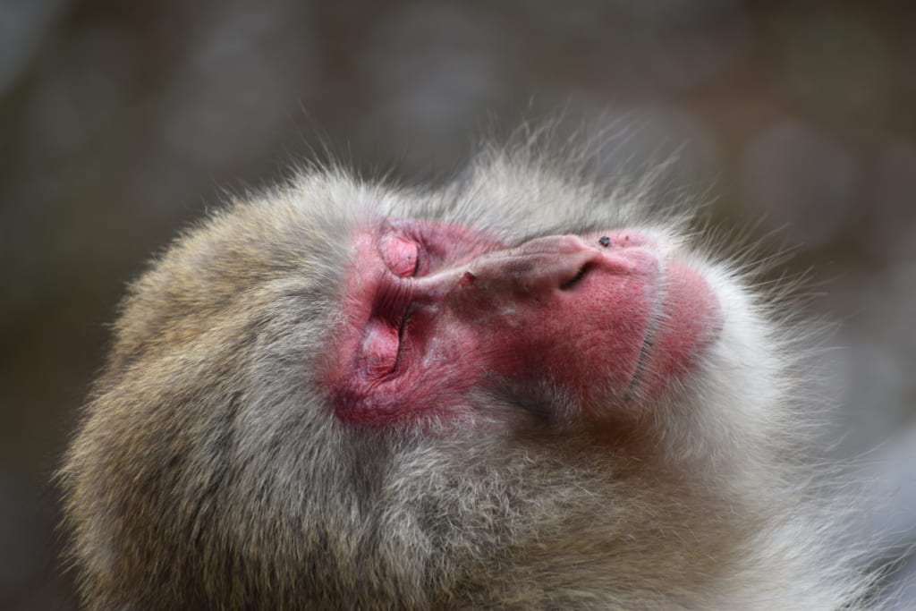 Scimmia che si rilassa nelle terme al Jigokudani Monkey Park