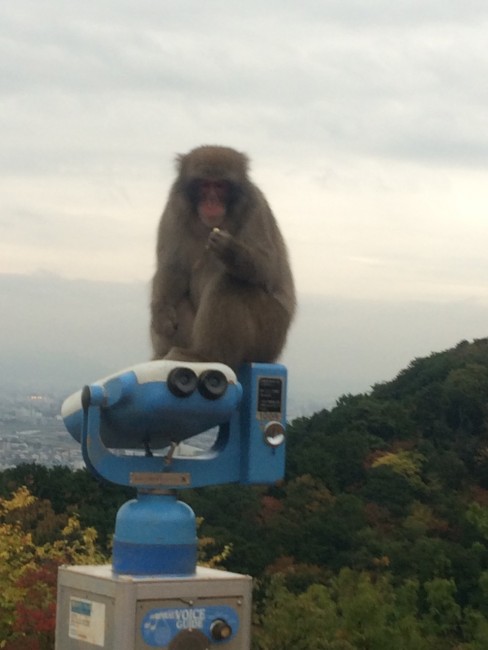Arashiyama in Kyoto offers many acitvities like Iwatayama Monkey Park in Kyoto and temple