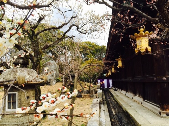 Kitano-Tenmangu Shrine’s Plum Grove