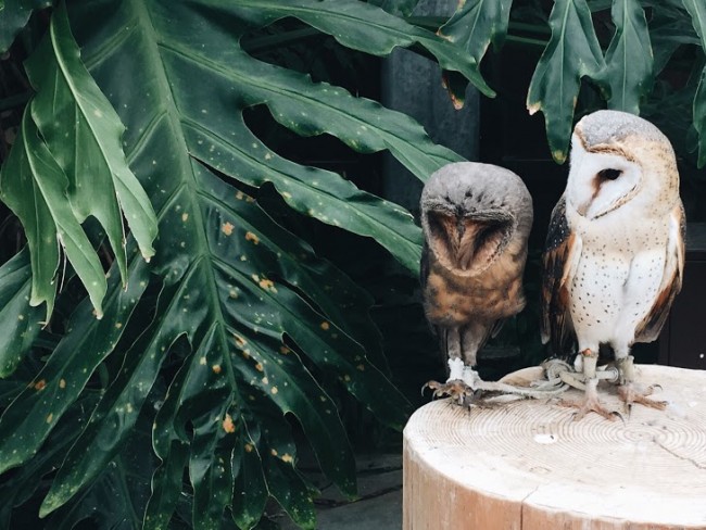 Kakegawa Kachoen: Shizuoka’s very own flower and bird park
