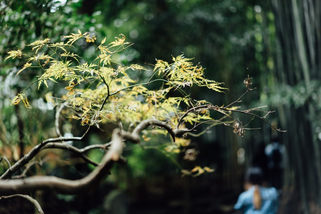 Kamakura stunning bamboo grove: Hokokuji Temple