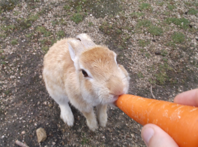 eating a carrot, Rabbit Island in Okunoshima