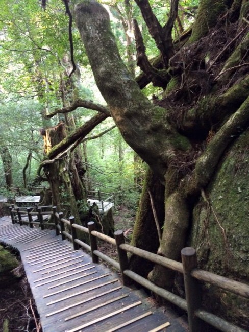 The Nature of Yakushima, the Alps of the Sea