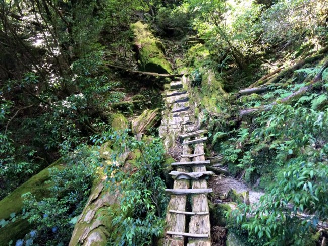 Gnarled nature stairs like a felled tree, Yakusugi Land