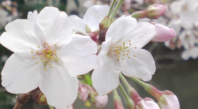 cherry,blossom,flowers,sumpu,sunpu,castle