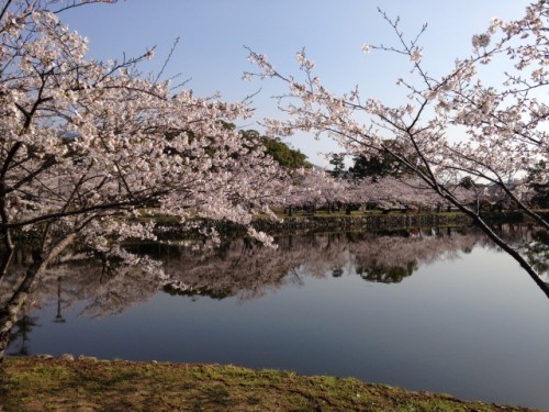 Have a nice relax with viewing cherry blossoms in Ogi park