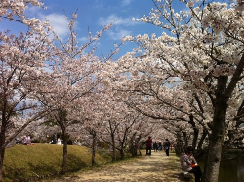Ogi park in Saga prefecture, Little Kyoto in Kyushu