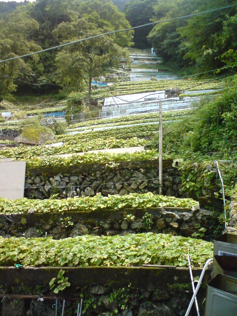 A visit to the birthplace of Wasabi, Utogi
