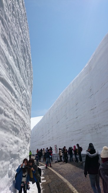 Epic 20 feet snow walls surround the alpine route