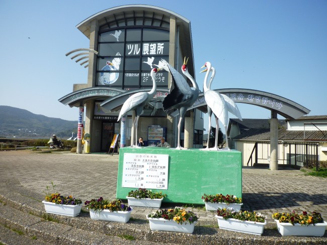 Izumi observation center in Japan, Kagoshima , home to the largest crane migration