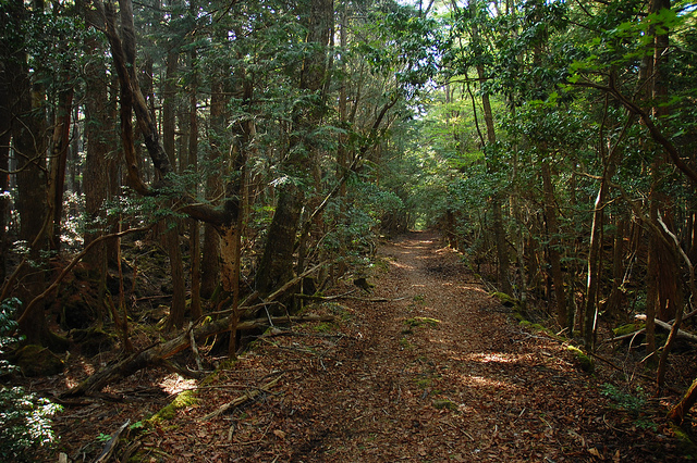 secluded path in Aokigahara forest, which is near Mt Fuji