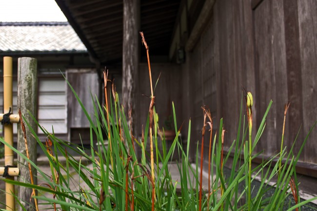 Grass before a house with samurai heritage in Chiran.