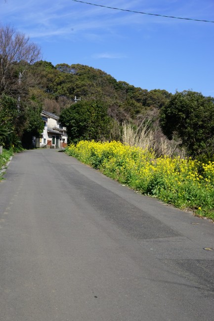 canola flowers blossom while Cycling in Nokonoshima Fukuoka