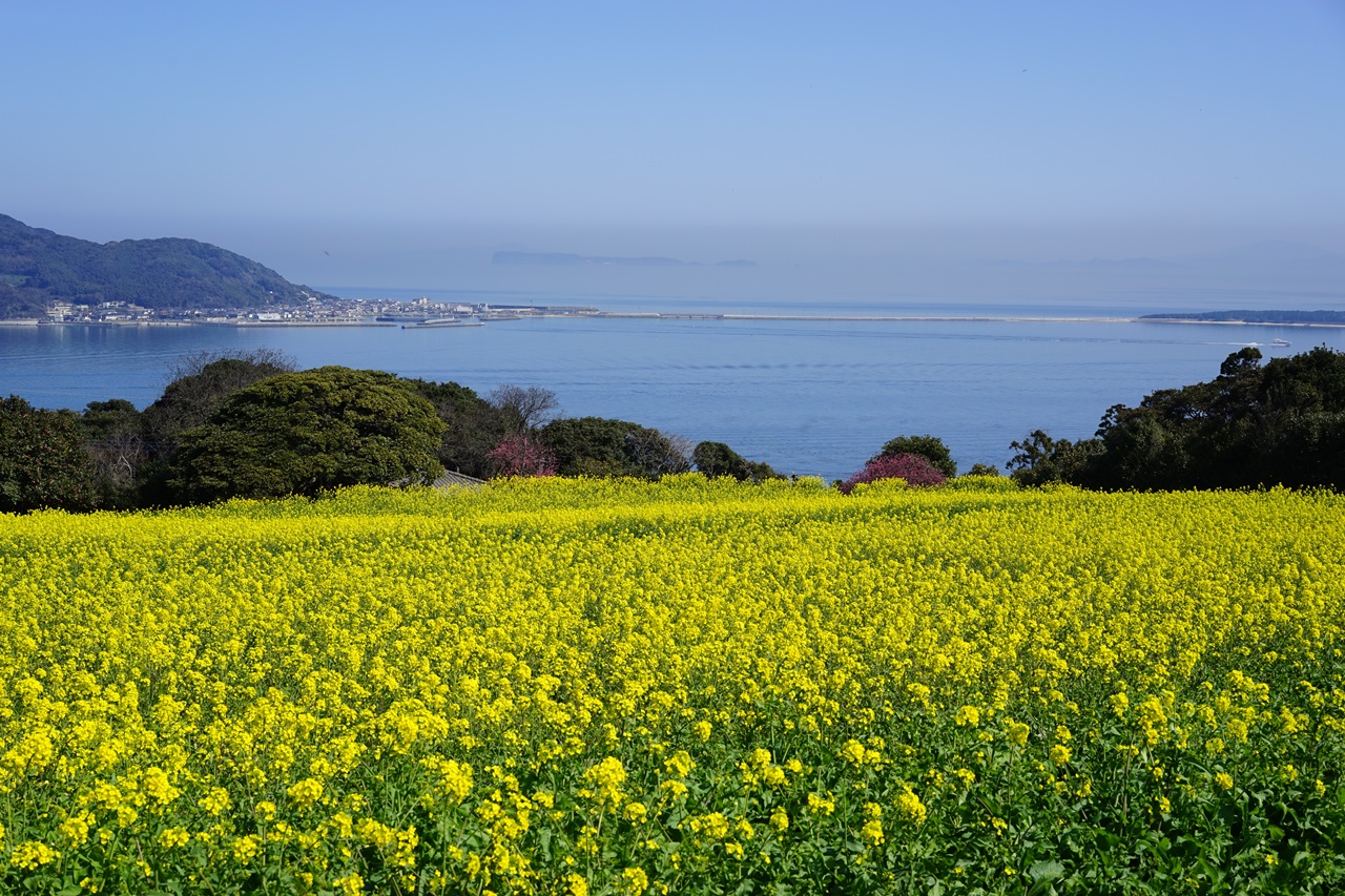 Leisurely bicycle ride on the island of flowers: Nokonoshima