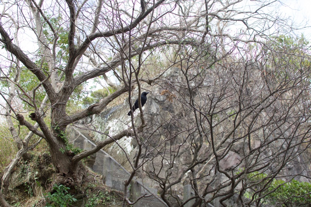raven on a tree branch