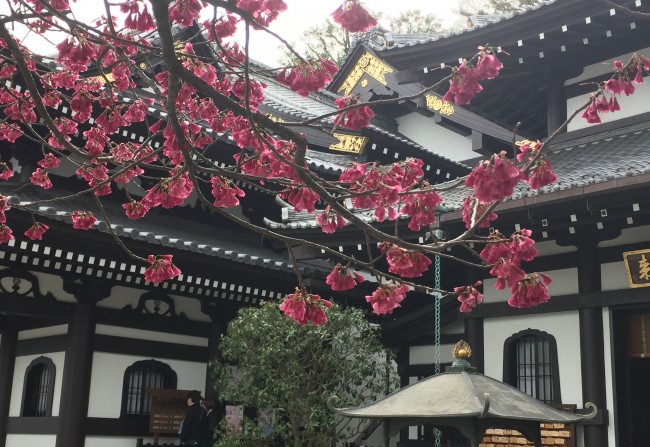 Hasedera, temple, Kamakura, Buddha, shrine, sakura, Kannon, Jizo