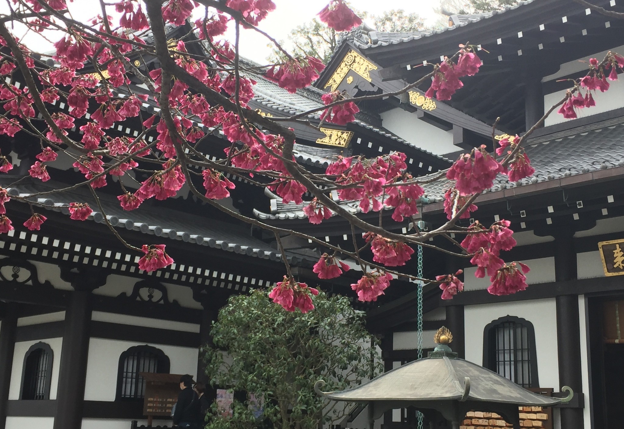 Why is Hasedera Temple a Kamakura cultural delight?