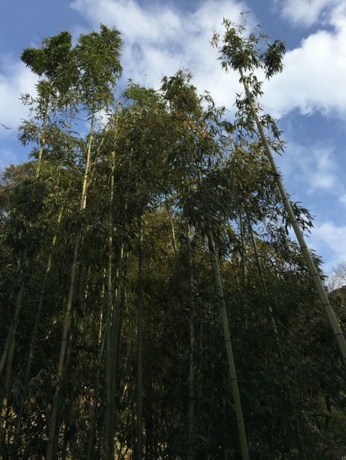 bamboo forest of Ankokuron-ji temple