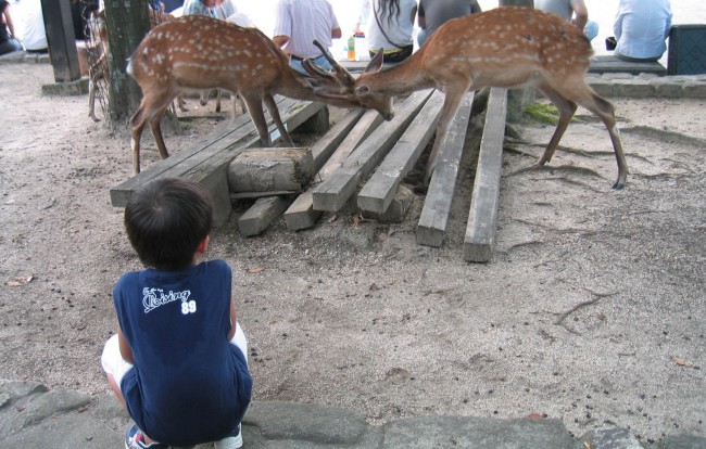 Miyajima , Japan is also famous for it's deer along with Shrine