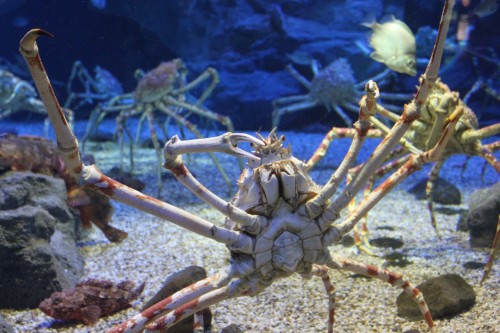 Spider crabs and other sea animals in the Osaka aquarium
