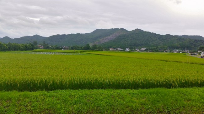 Green field in Konohanakan before the restaurant.