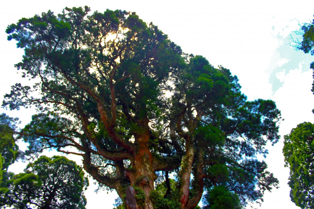 Holy tree at Kirishima Jingu Shrine.