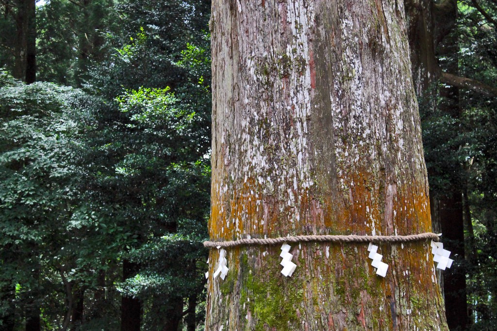 Holy tree at Kirishima Jingu Shrine.
