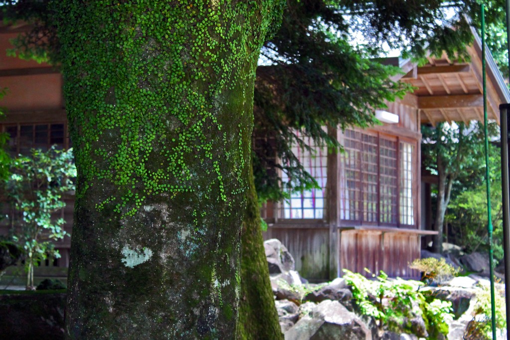 Tree with moss on it with a house in the background near Kirishima Jingu Shrine.