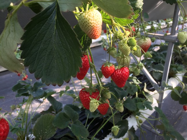 Strawberry picking in Japan at Hamamatsu Park Shizuoka, strawberries ready for picking