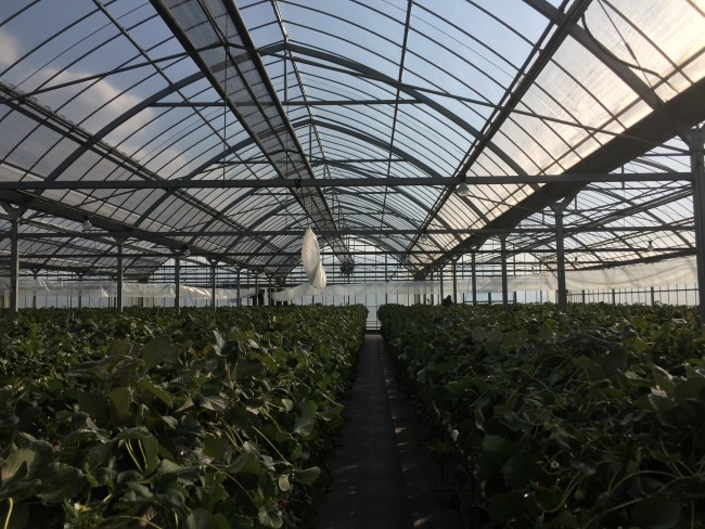 greenhouse Strawberry farming in at Hamamatsu Park Shizuoka in Japan